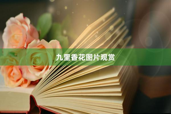 九里香花图片观赏